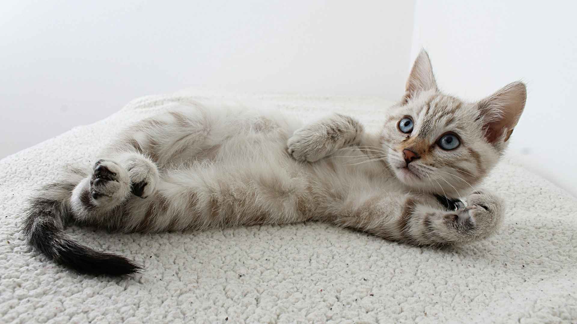 gatito joven